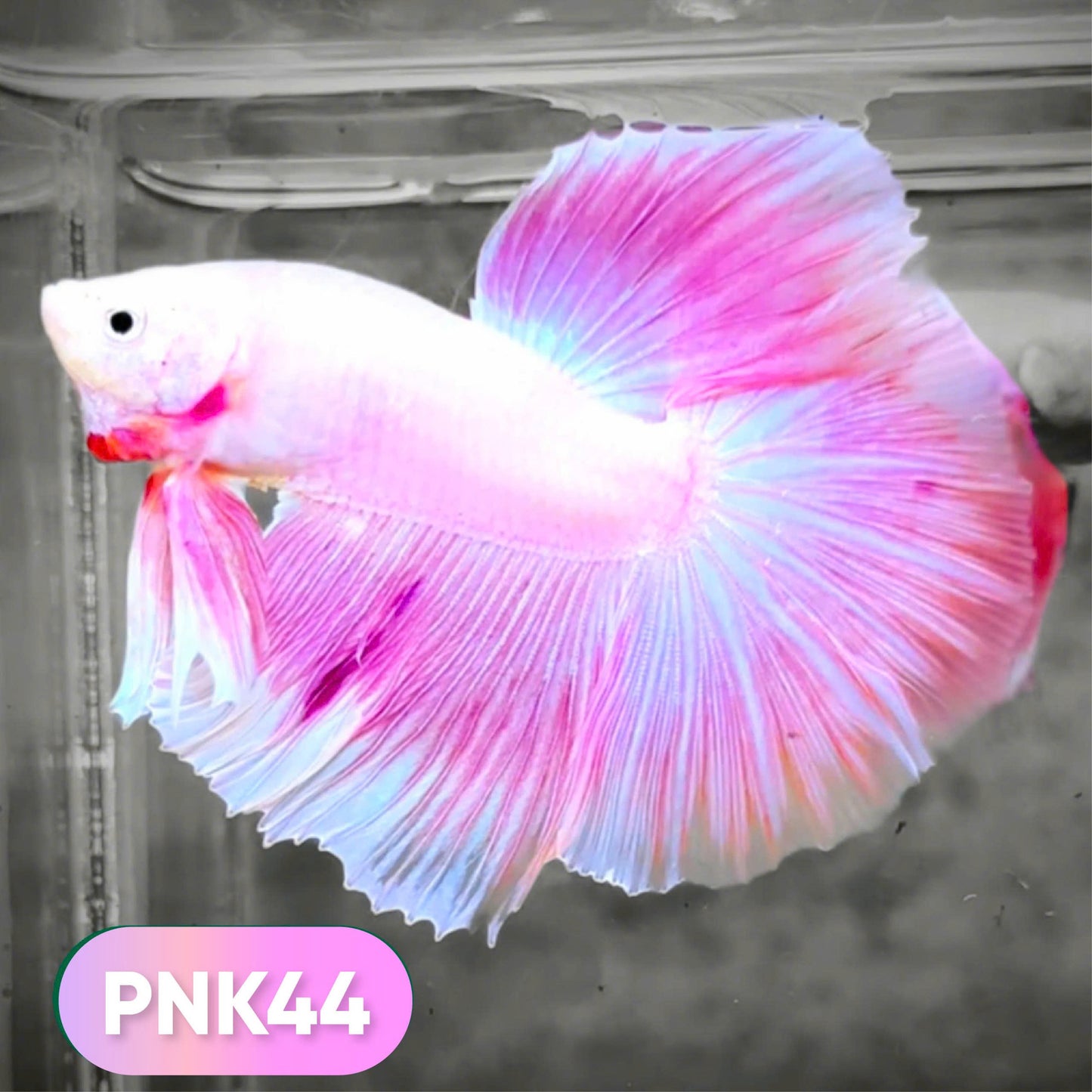 Pink Halfmoon Male Betta Fish