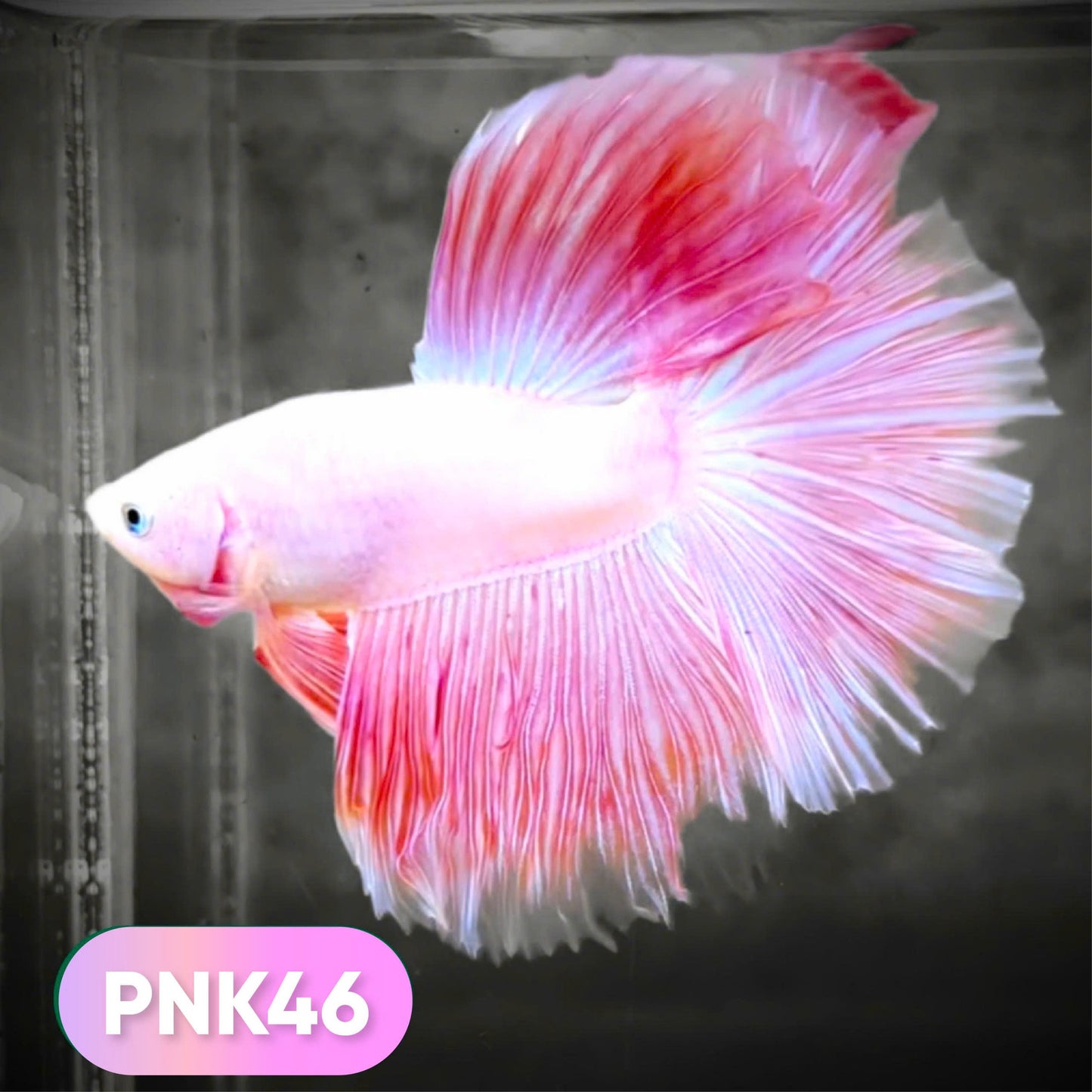 Pink Halfmoon Male Betta Fish