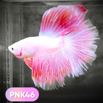 Pink Halfmoon Male Betta Fish