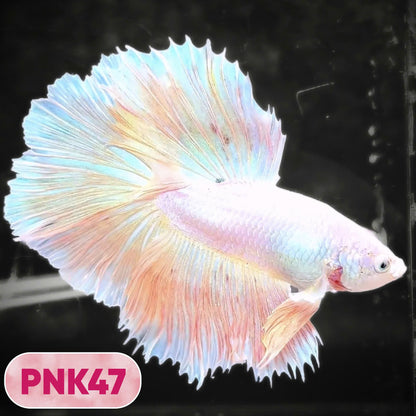 Pink Halfmoon Male Betta Fish | You Pick Fish | Order Directly From Farm