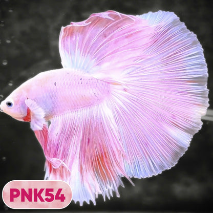 Pink Halfmoon Male Betta Fish | You Pick Fish | Order Directly From Farm