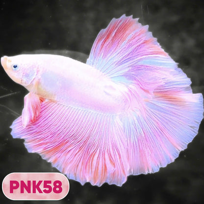Pink Halfmoon Male Betta Fish | You Pick Fish | Order Directly From Farm