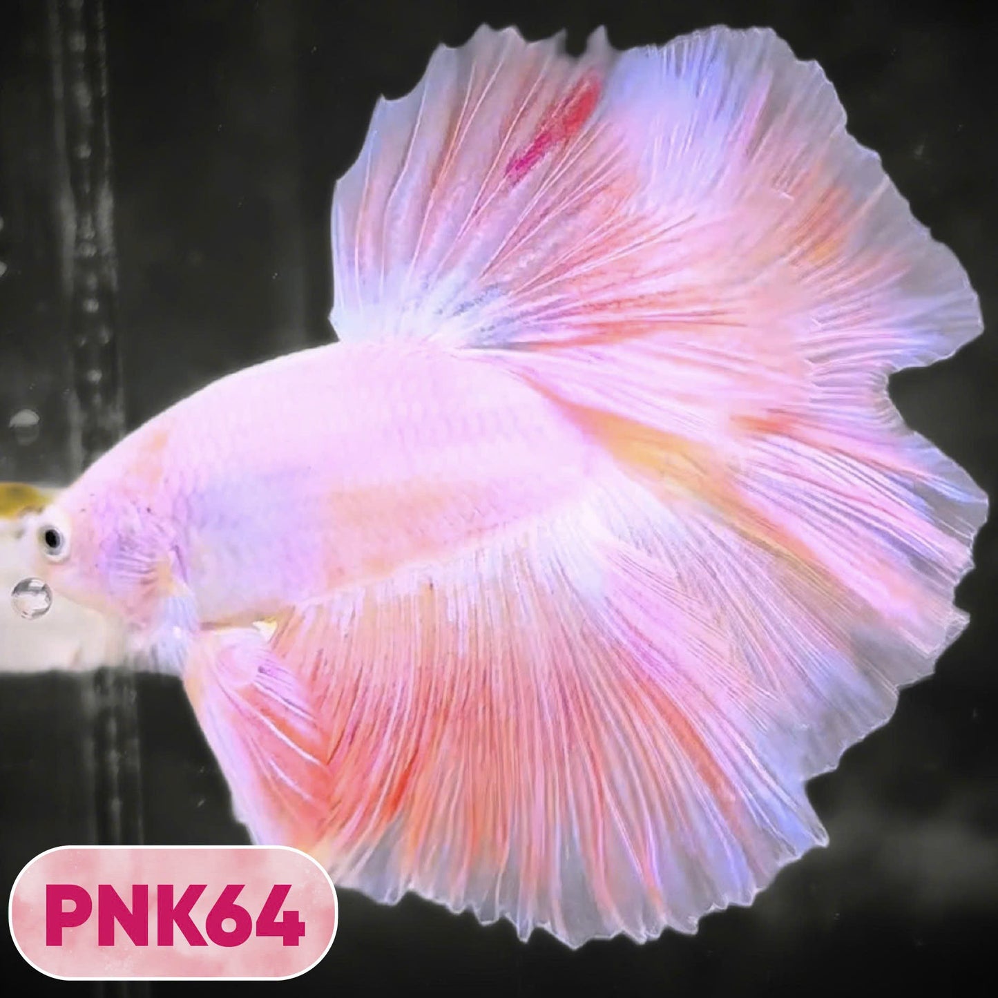 Pink Halfmoon Male Betta Fish | You Pick Fish | Order Directly From Farm