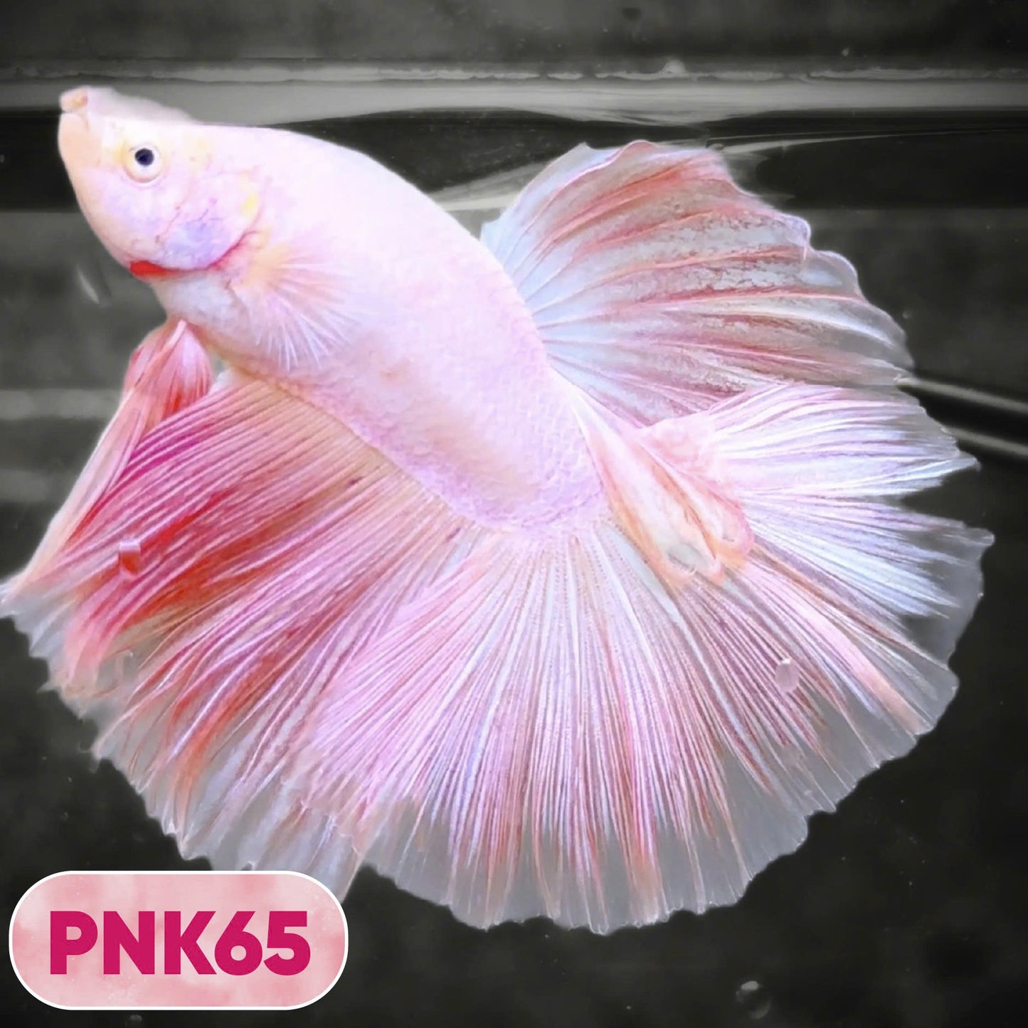Pink Halfmoon Male Betta Fish | You Pick Fish | Order Directly From Farm