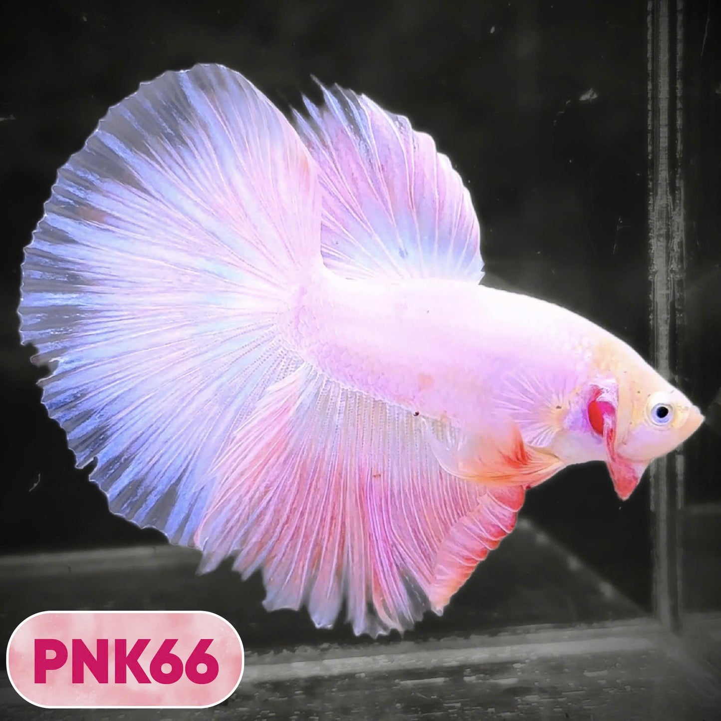 Pink Halfmoon Male Betta Fish | You Pick Fish | Order Directly From Farm