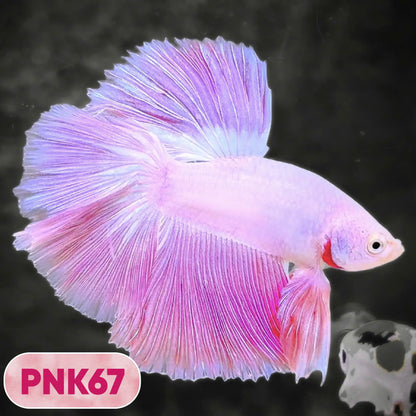 Pink Halfmoon Male Betta Fish | You Pick Fish | Order Directly From Farm