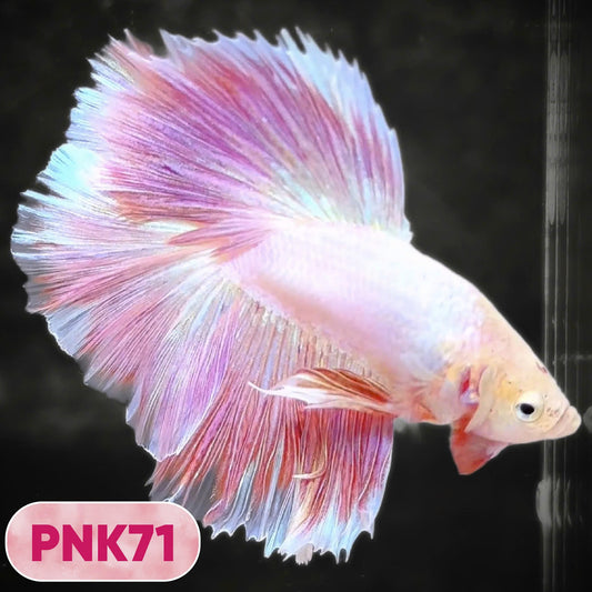 Pink Halfmoon Male Betta Fish | You Pick Fish | Order Directly From Farm