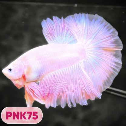 Pink Halfmoon Male Betta Fish | You Pick Fish | Order Directly From Farm