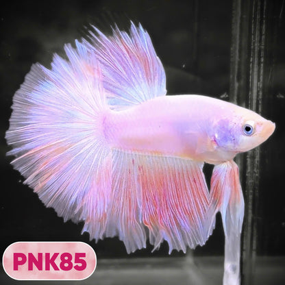 Pink Halfmoon Male Betta Fish | You Pick Fish | Order Directly From Farm