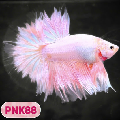 Pink Halfmoon Male Betta Fish | You Pick Fish | Order Directly From Farm