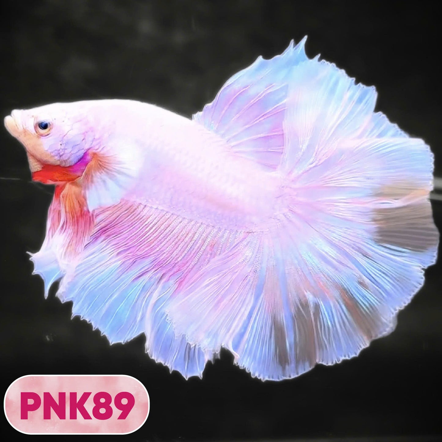 Pink Halfmoon Male Betta Fish | You Pick Fish | Order Directly From Farm