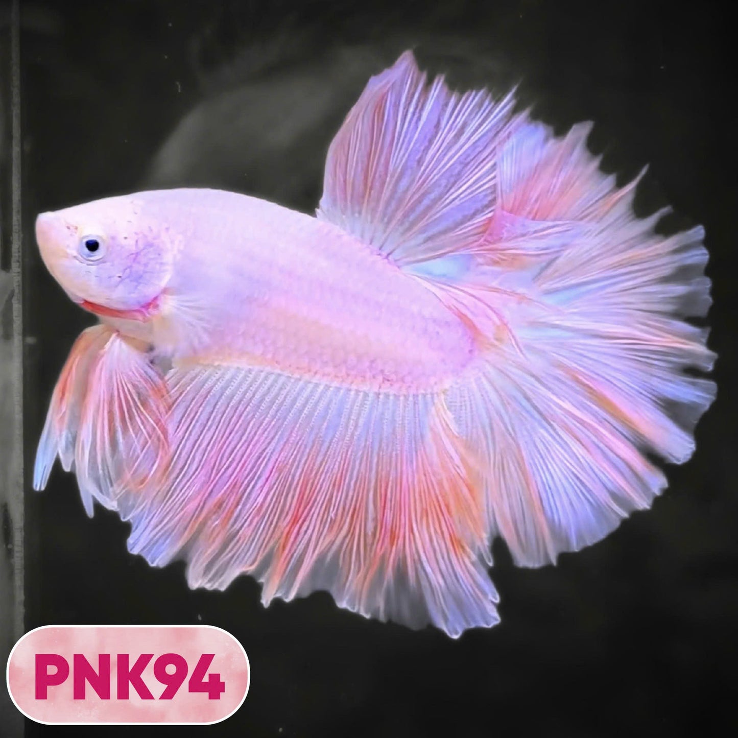 Pink Halfmoon Male Betta Fish | You Pick Fish | Order Directly From Farm