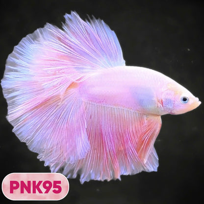 Pink Halfmoon Male Betta Fish | You Pick Fish | Order Directly From Farm