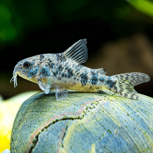 Peppered Cory Catfish – Corydoras Paleatus