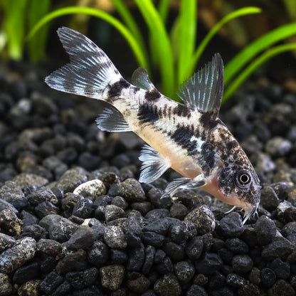 Peppered Cory Catfish – Corydoras Paleatus
