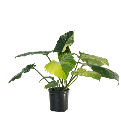 Variegated Philodendron Jungle Fever Tissue Culture Plant