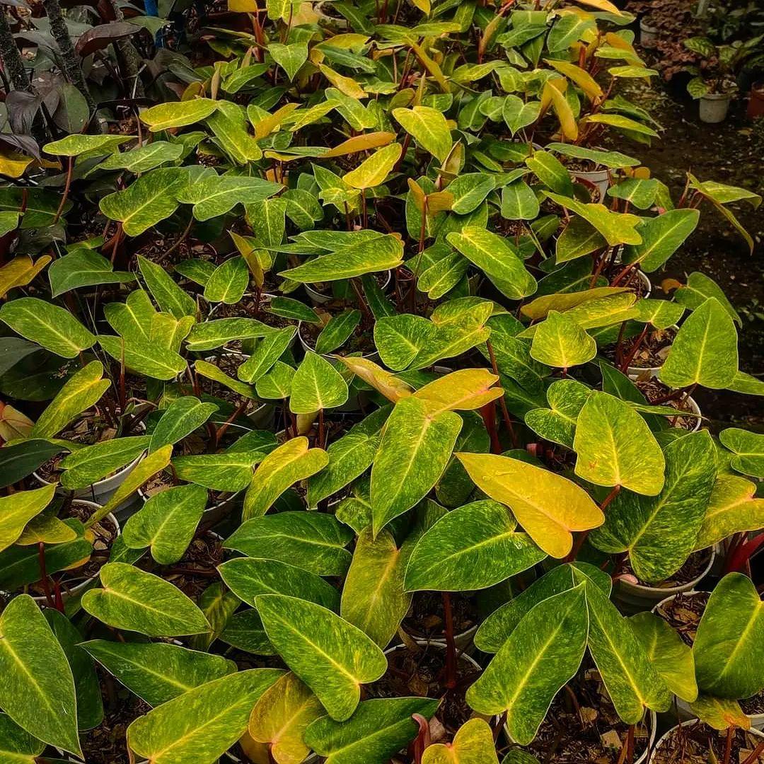 Variegated Philodendron Painted Lady Tissue Culture Plant