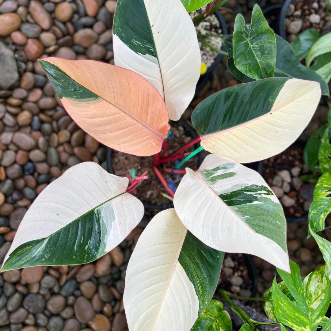 Variegated Philodendron Red Congo Tissue Culture Plant