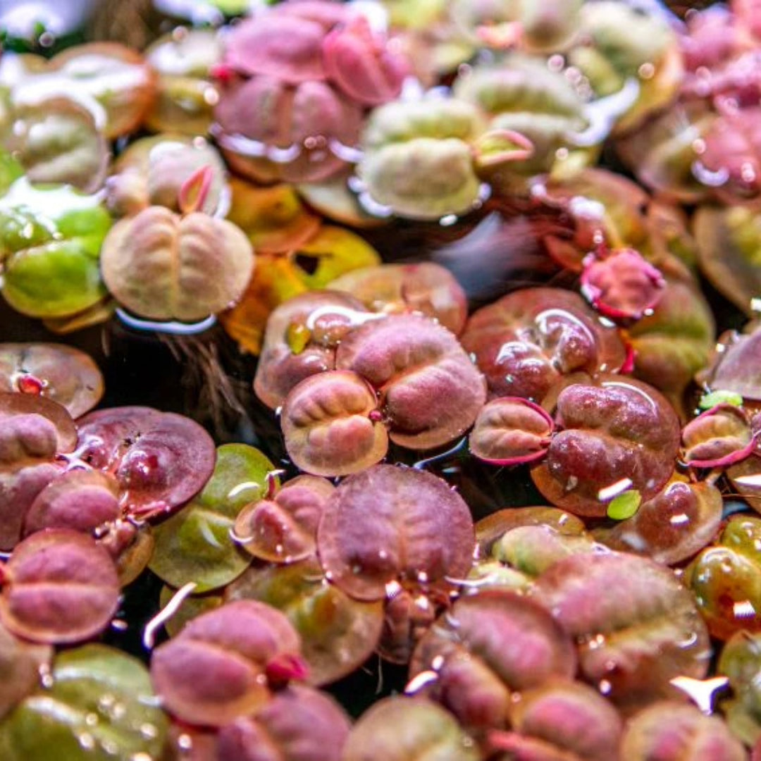 Phyllanthus Fluitans Red Root Floater Plants