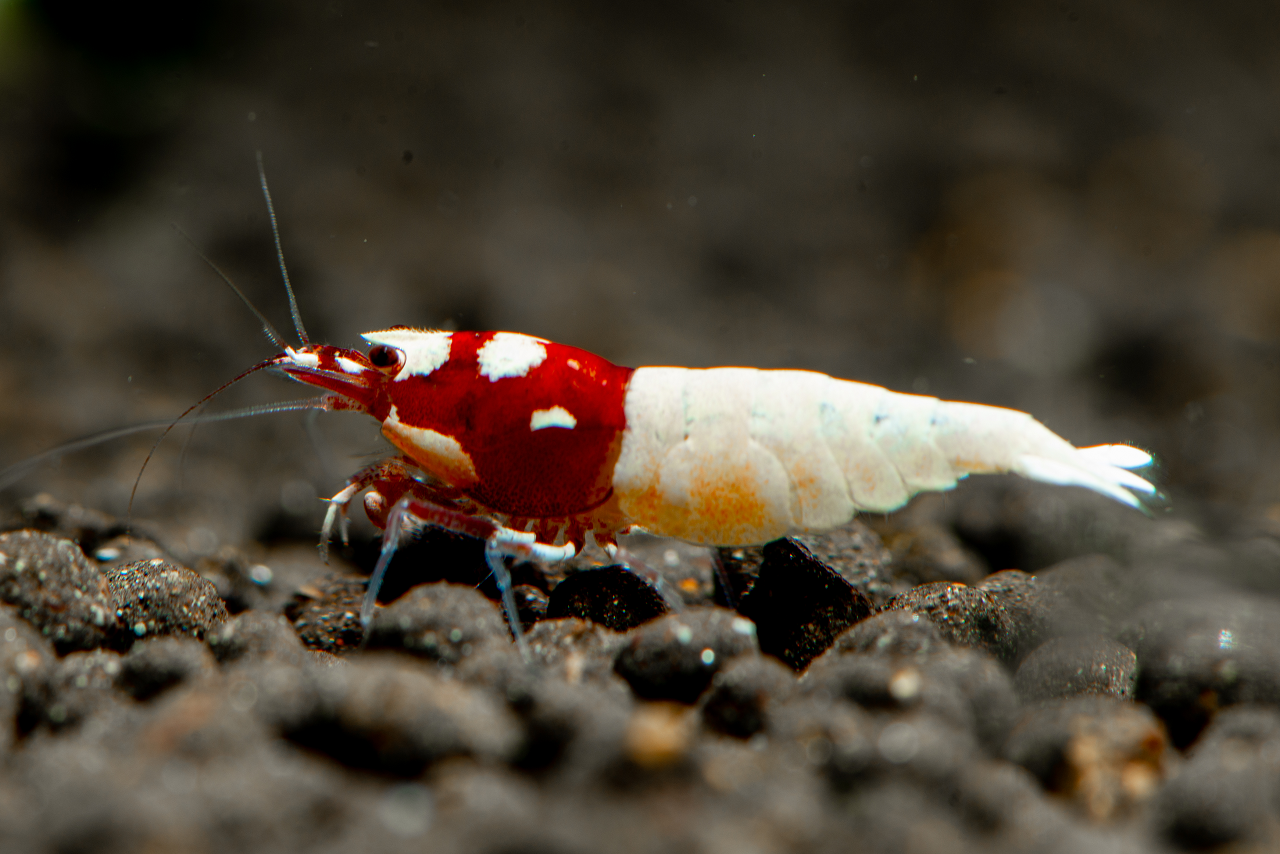 Red Pinto Caridina Shrimp