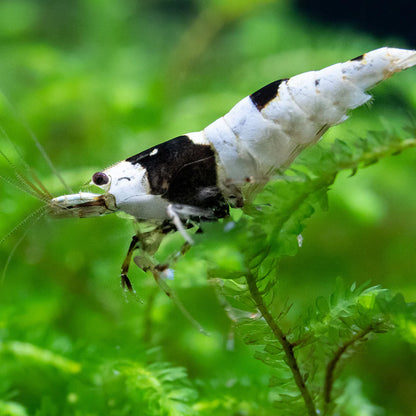 Pure Black Line Caridina Shrimp