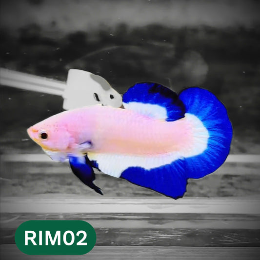 Marble Rim Plakat Male Betta Fish | You Pick Betta