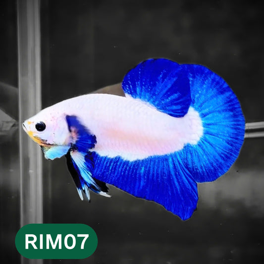 Marble Rim Plakat Male Betta Fish | You Pick Betta
