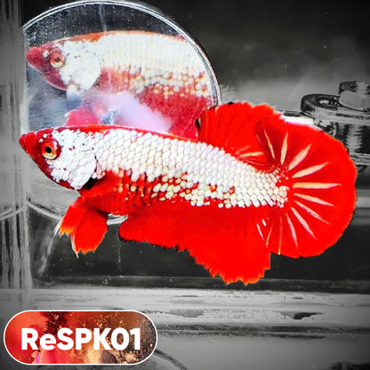 Samurai Plakat Male Betta Fish | You Pick Fish