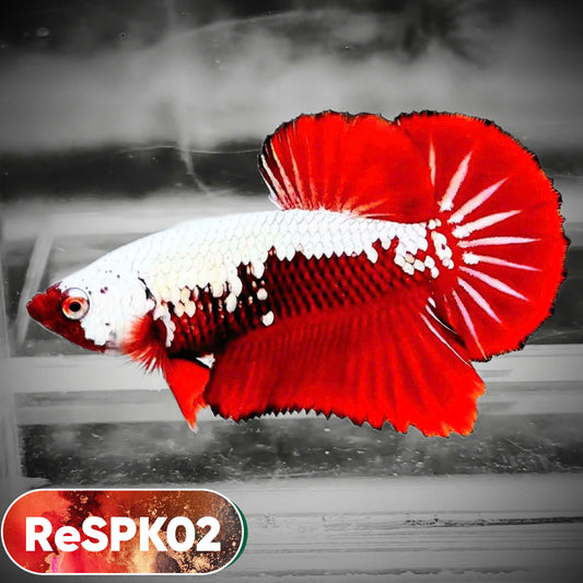 Samurai Plakat Male Betta Fish | You Pick Fish