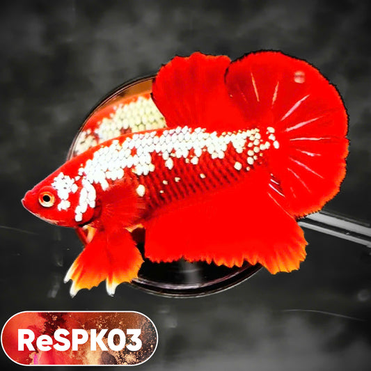 Samurai Plakat Male Betta Fish | You Pick Fish