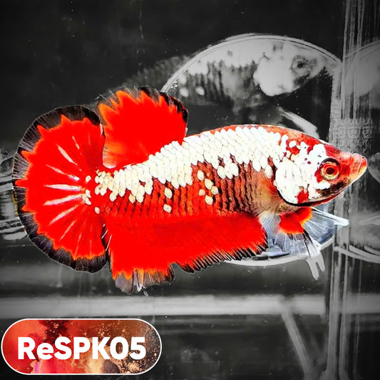 Samurai Plakat Male Betta Fish | You Pick Fish