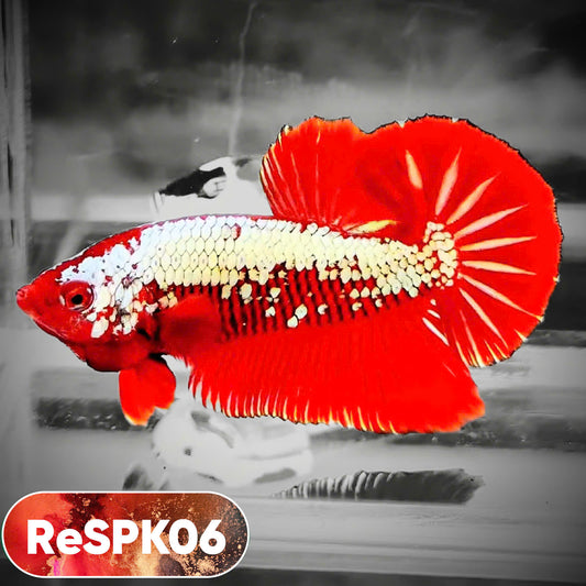 Samurai Plakat Male Betta Fish | You Pick Fish