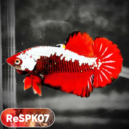 Samurai Plakat Male Betta Fish | You Pick Fish
