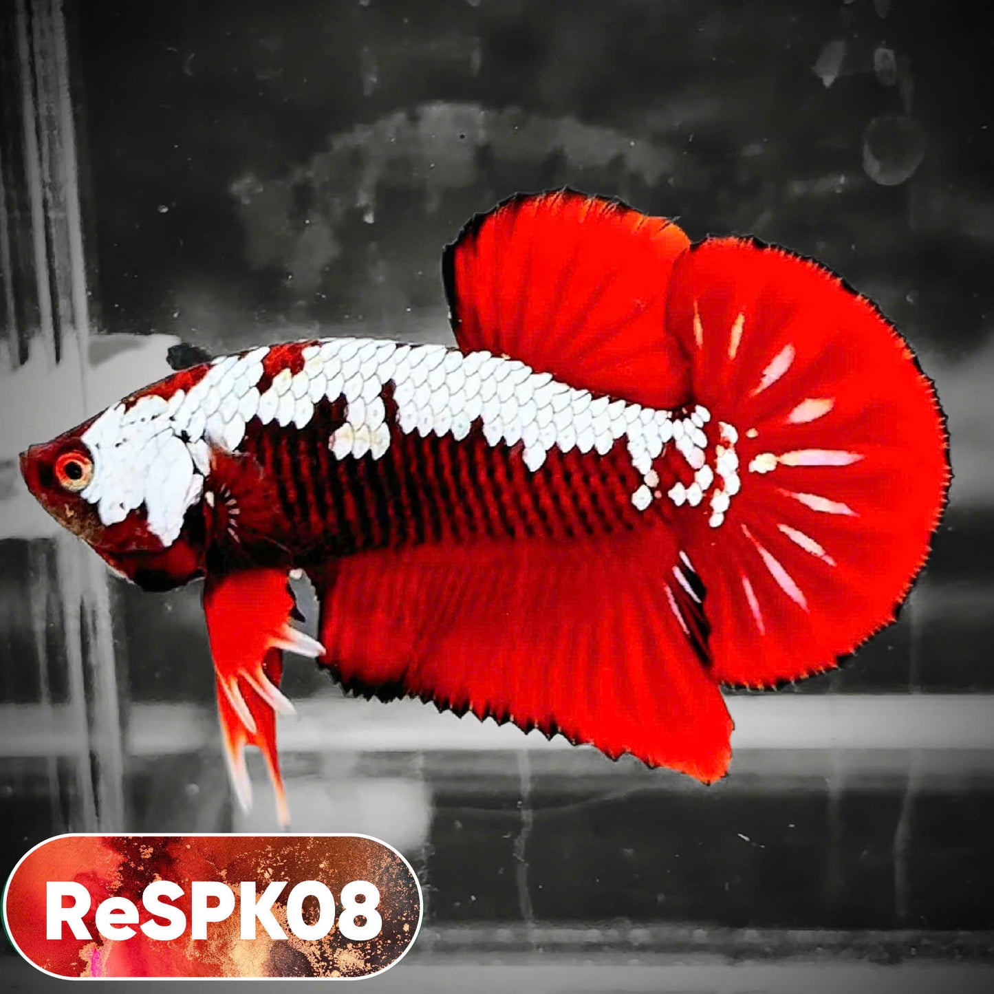 Samurai Plakat Male Betta Fish | You Pick Fish