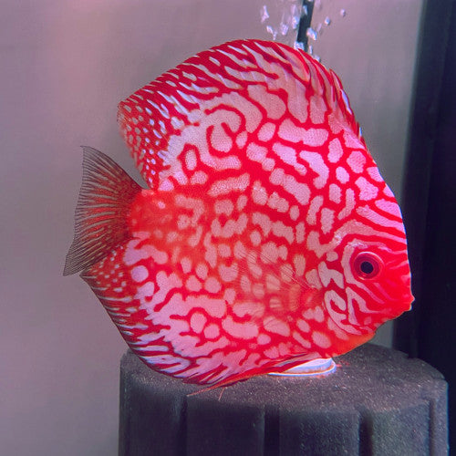 Red Pigeon Blood Discus