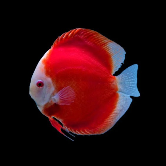 Red Melon Discus Fish