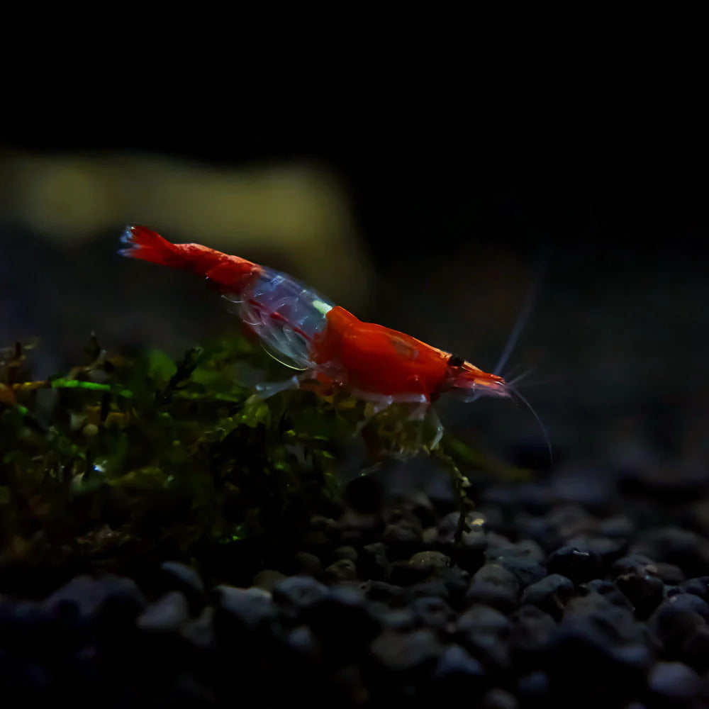 Red Rili Neocaridina Shrimp