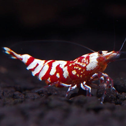 Red Galaxy Caridina Shrimp