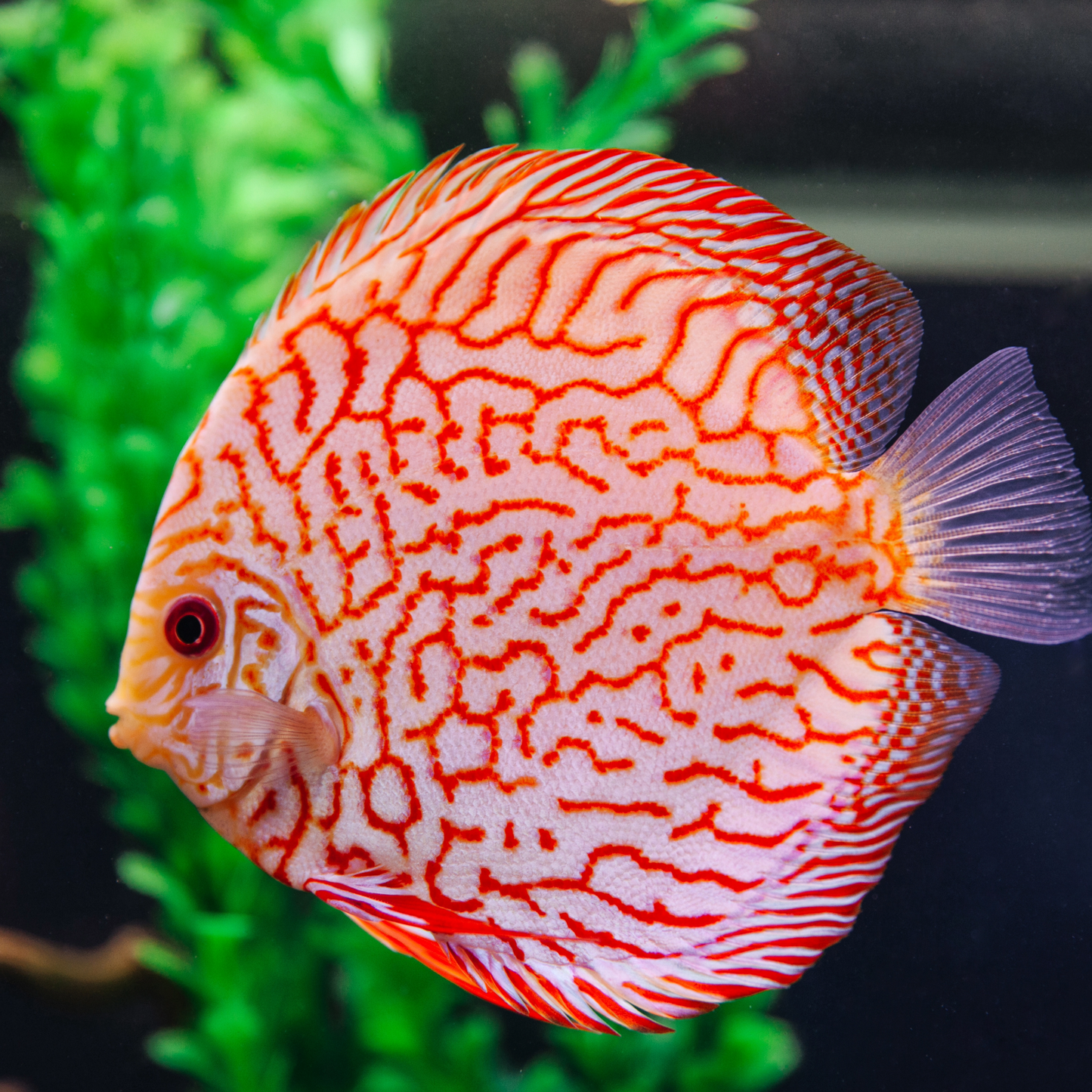 Red Pigeon Discus Fish