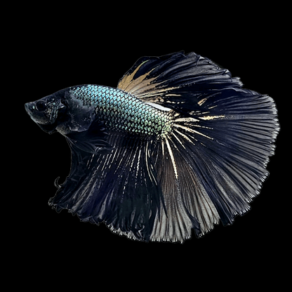 Black Dragon Halfmoon Male Betta Fish