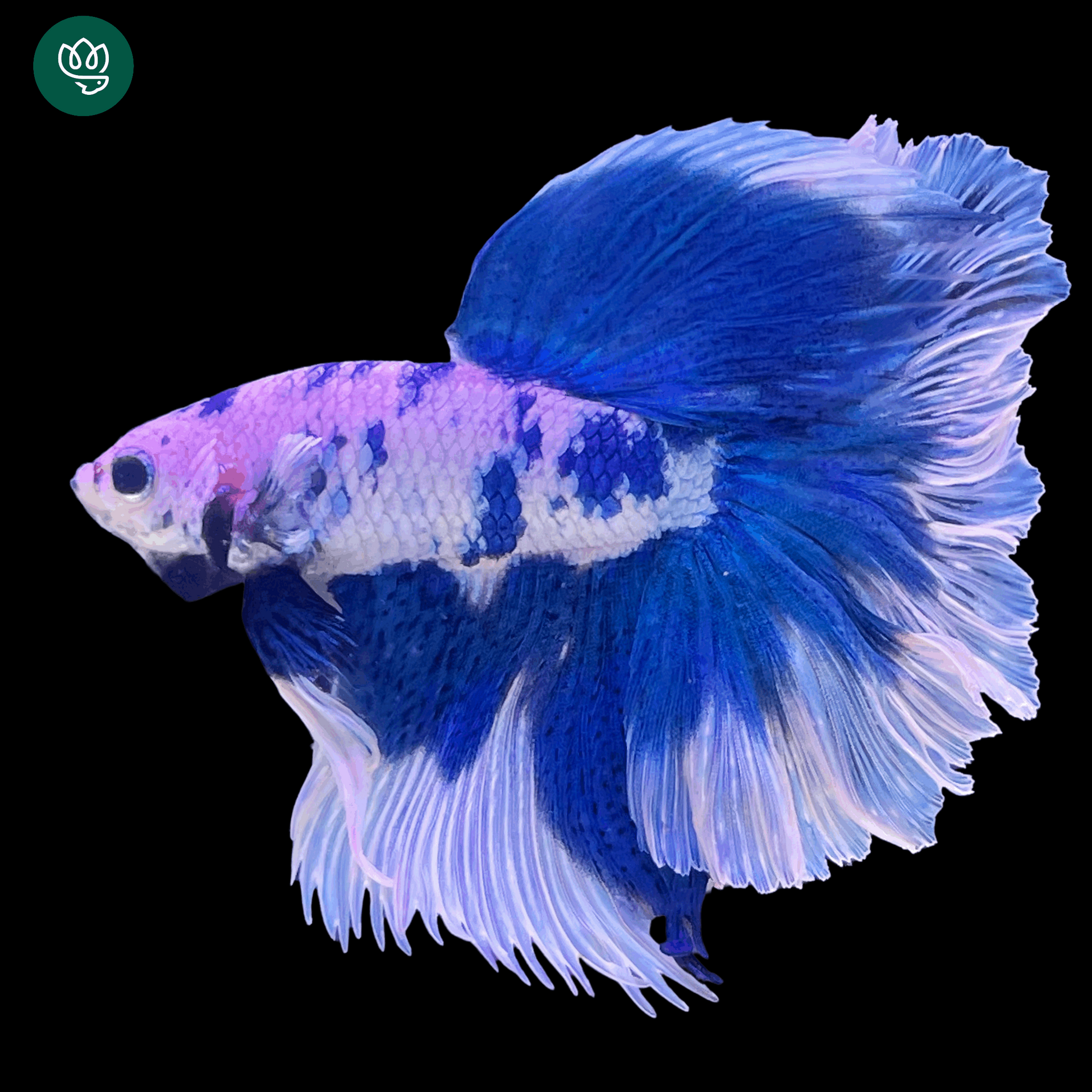 Blue Marble Dot Halfmoon Male Betta Fish | Grower Pick