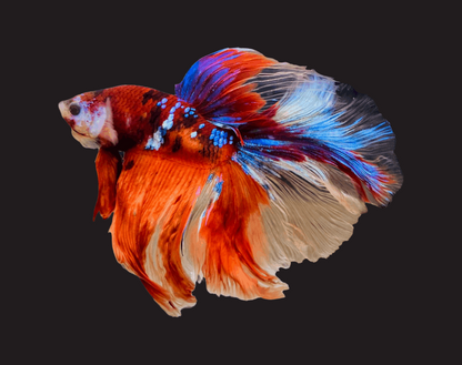 Mix Galaxy Halfmoon Male Betta Fish High Grade | Buy 4 Get 1 Free | Mystery Betta