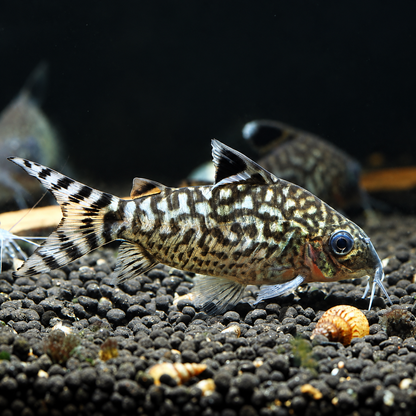 Reticulated Cory Catfish – Corydoras Reticulatus