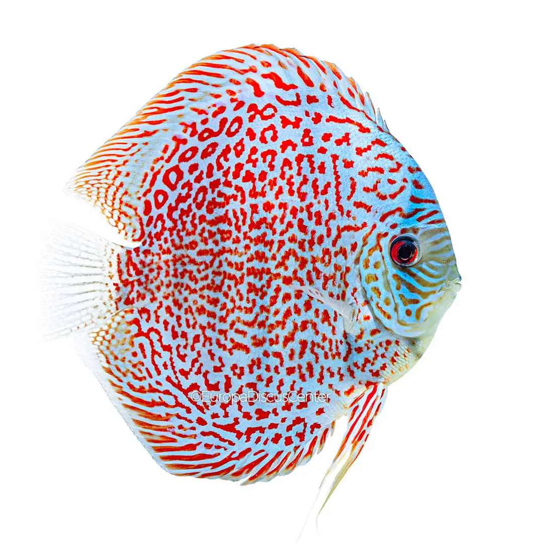 Ring Leopard Discus