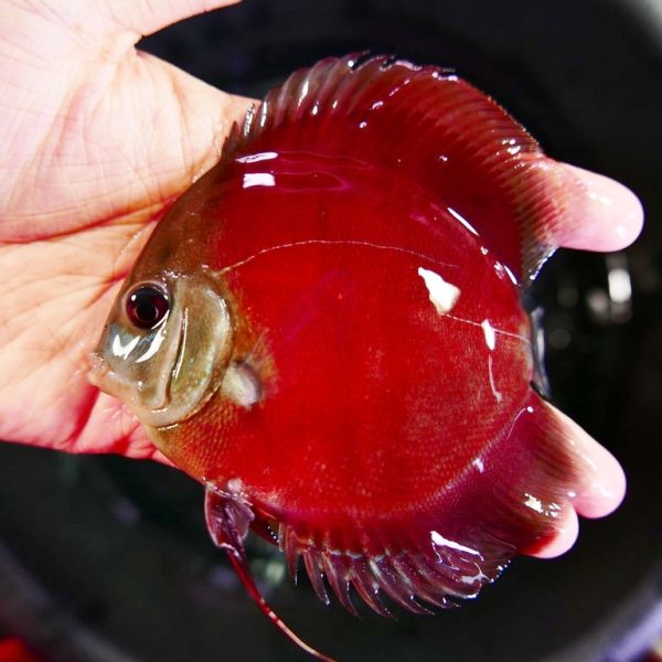 Red Rose Discus Fish