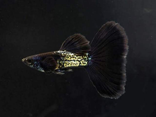 Metal Black Tail Guppy Fish