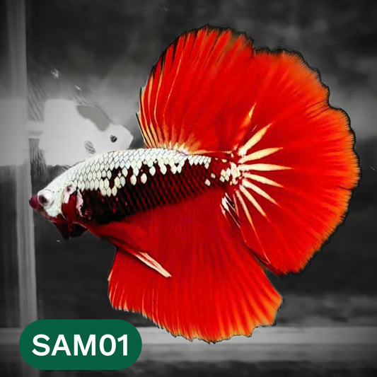 Red Samurai Halfmoon Male Betta Fish | You Pick Betta