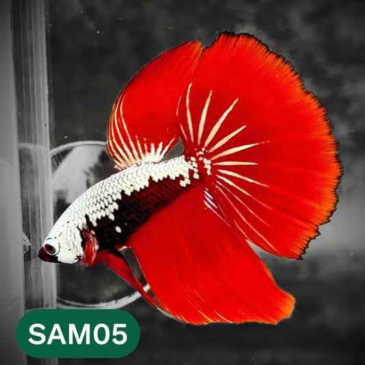 Red Samurai Halfmoon Male Betta Fish | You Pick Betta
