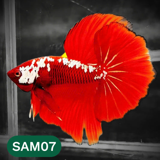 Red Samurai Halfmoon Male Betta Fish | You Pick Betta