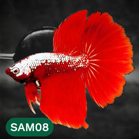 Red Samurai Halfmoon Male Betta Fish | You Pick Betta